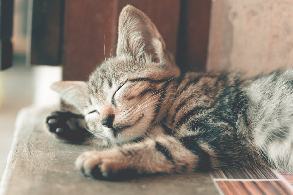 Close-up of a cute tabby kitten sleeping with soft fur indoors, capturing a serene and restful moment. cat doing nothing